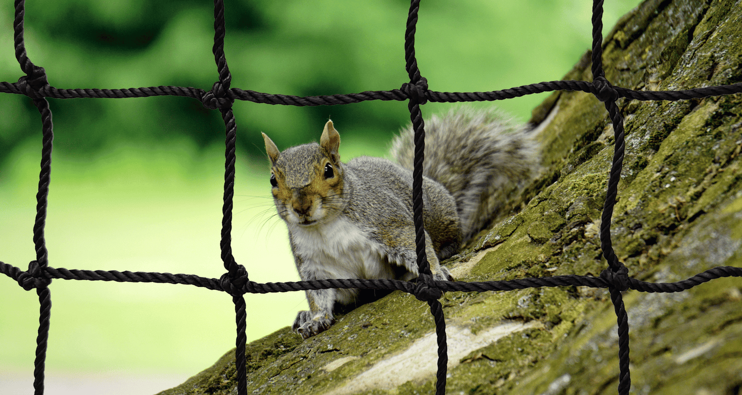 7 Strategies to Prevent Rodents from Chewing Your Batting Cage Net